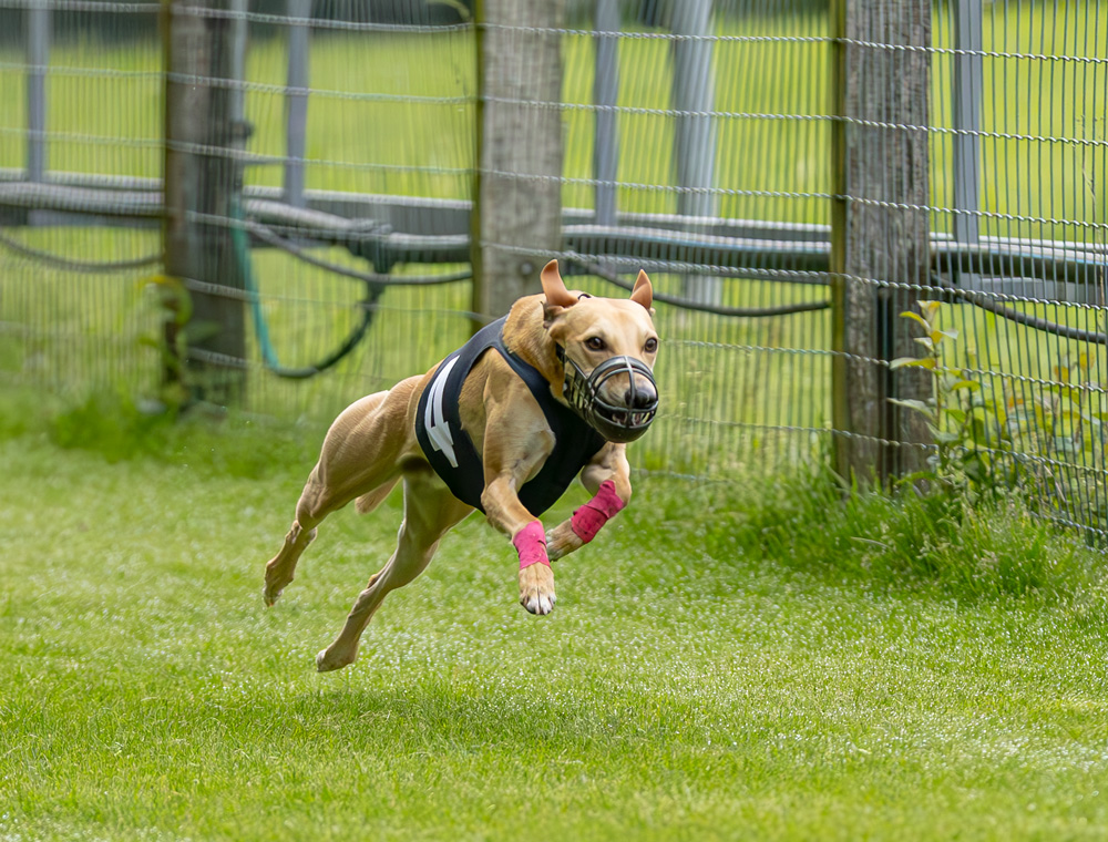 Whippet Solorennen 