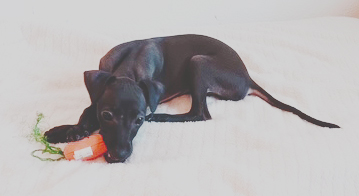 chiot