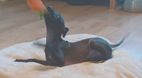 chiot