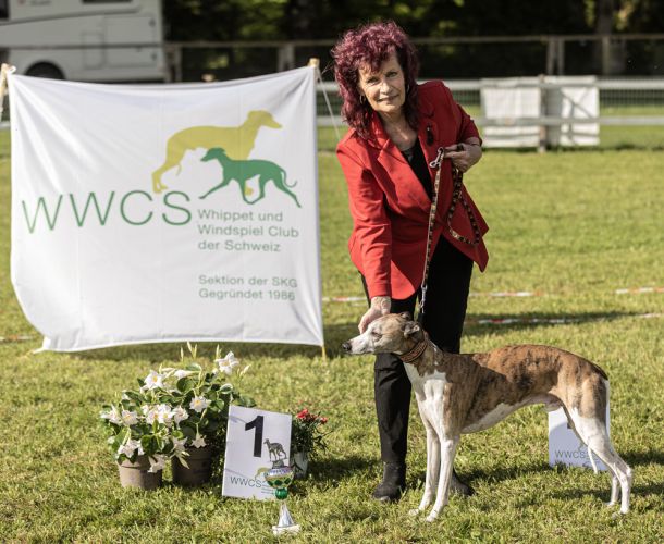 WHIPPET AUSSTELLUNG WWCS CM 09.05.2024