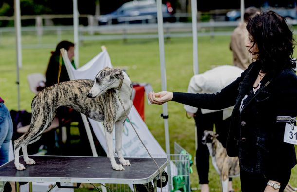 CM 2024 Ausstellung Whippet