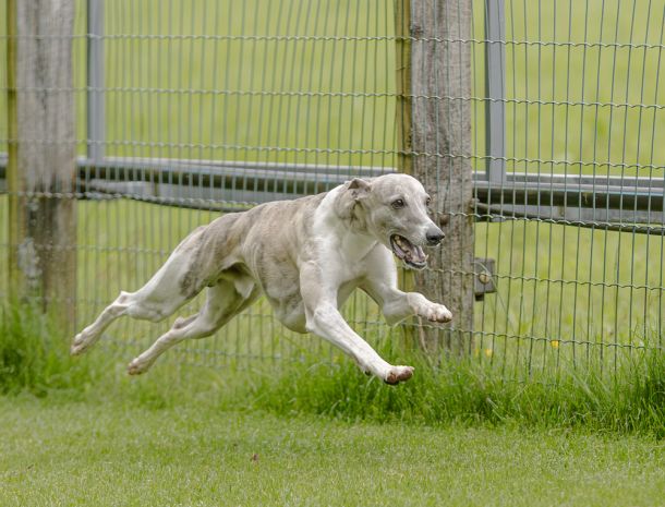 WHIPPET SOLORENNEN WWCS CM 09.05.2024