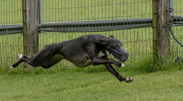 WHIPPET SOLORENNEN WWCS CM 09.05.2024