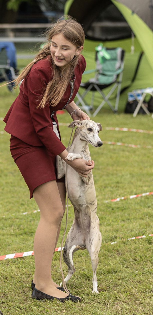 CM 2024 Ausstellung Whippet