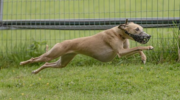 WHIPPET SOLORENNEN WWCS CM 09.05.2024