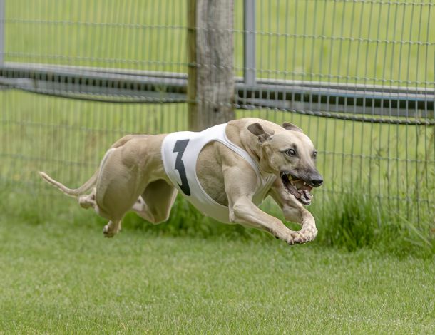 WHIPPET SOLORENNEN WWCS CM 09.05.2024