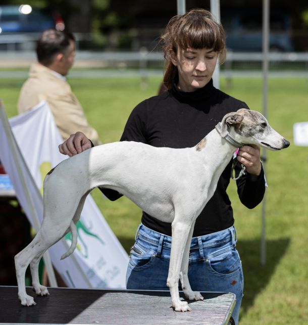 CM 2024 Ausstellung Whippet