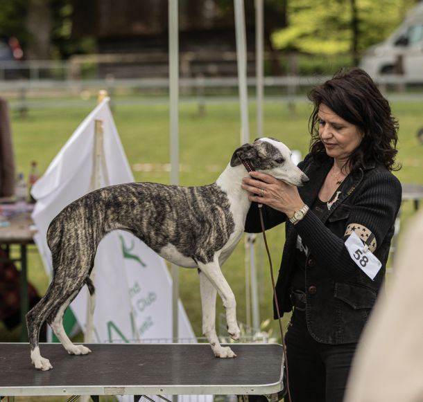 CM 2024 Ausstellung Whippet