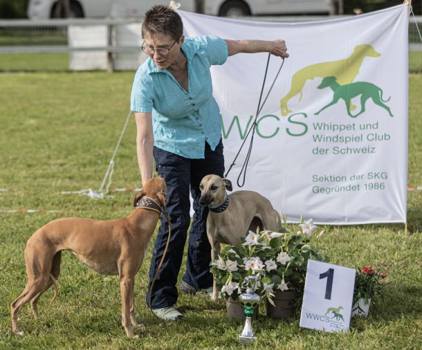 WHIPPET AUSSTELLUNG WWCS CM 09.05.2024