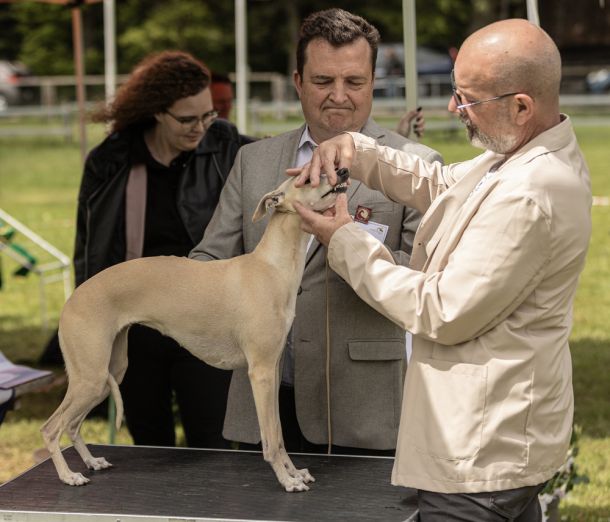 CM 2024 Ausstellung Whippet