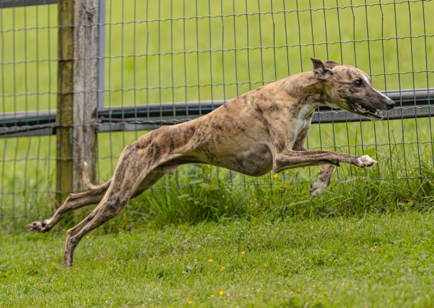 WHIPPET SOLORENNEN WWCS CM 09.05.2024