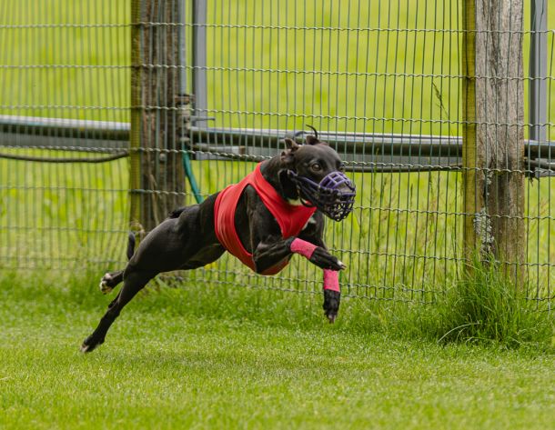 WHIPPET SOLORENNEN WWCS CM 09.05.2024