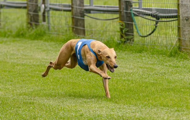 WHIPPET SOLORENNEN WWCS CM 09.05.2024