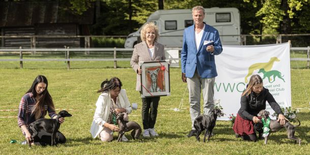 WHIPPET AUSSTELLUNG WWCS CM 09.05.2024