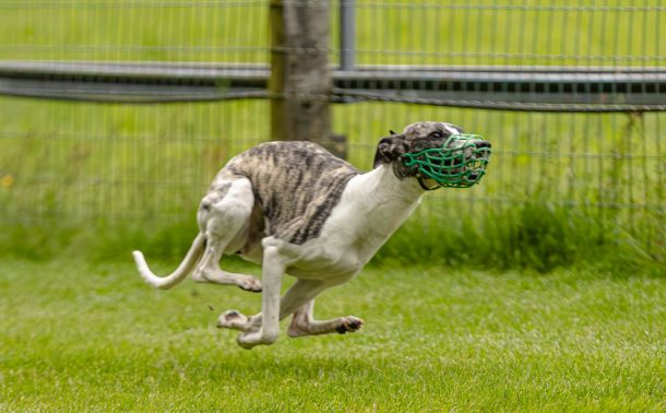 WHIPPET SOLORENNEN WWCS CM 09.05.2024