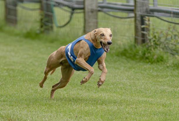 WHIPPET SOLORENNEN WWCS CM 09.05.2024