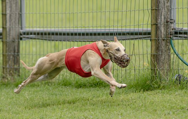 WHIPPET SOLORENNEN WWCS CM 09.05.2024