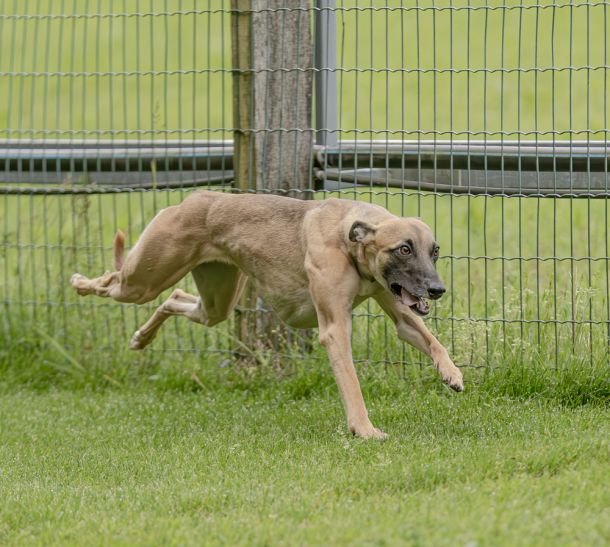 WHIPPET SOLORENNEN WWCS CM 09.05.2024