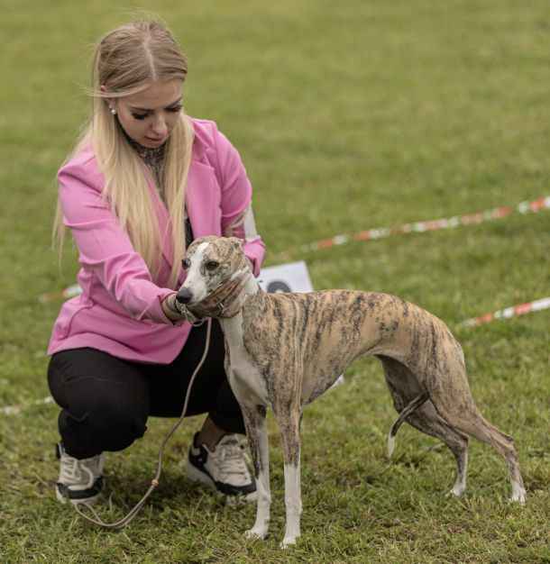 CM 2024 Ausstellung Whippet