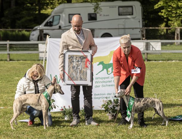 WHIPPET AUSSTELLUNG WWCS CM 09.05.2024