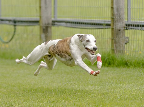 WHIPPET SOLORENNEN WWCS CM 09.05.2024