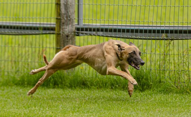 WHIPPET SOLORENNEN WWCS CM 09.05.2024