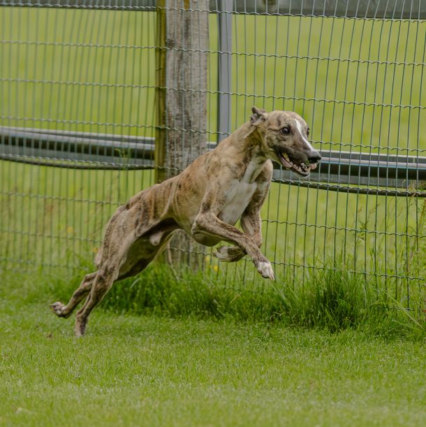 WHIPPET SOLORENNEN WWCS CM 09.05.2024