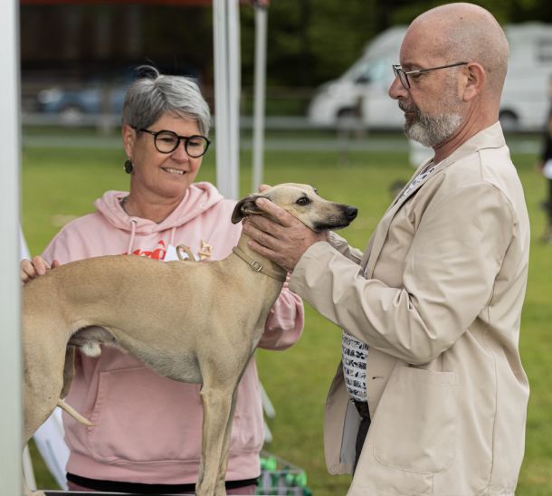 CM 2024 Ausstellung Whippet