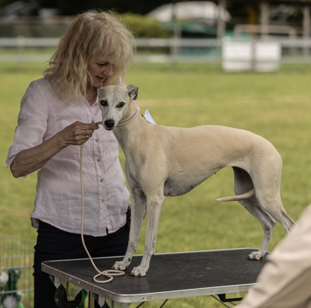 CM 2024 Ausstellung Whippet