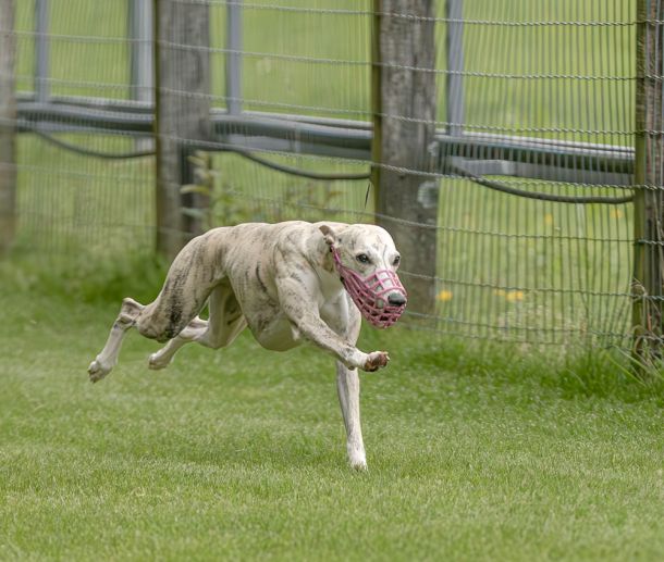 WHIPPET SOLORENNEN WWCS CM 09.05.2024