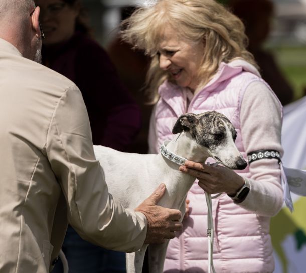 CM 2024 Ausstellung Whippet