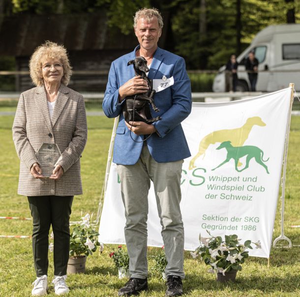 WHIPPET AUSSTELLUNG WWCS CM 09.05.2024