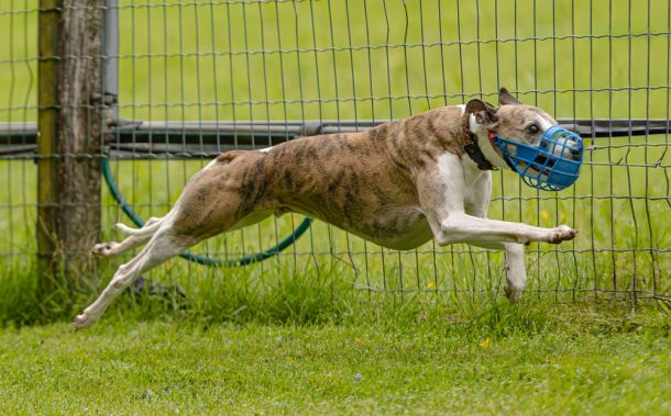 WHIPPET SOLORENNEN WWCS CM 09.05.2024