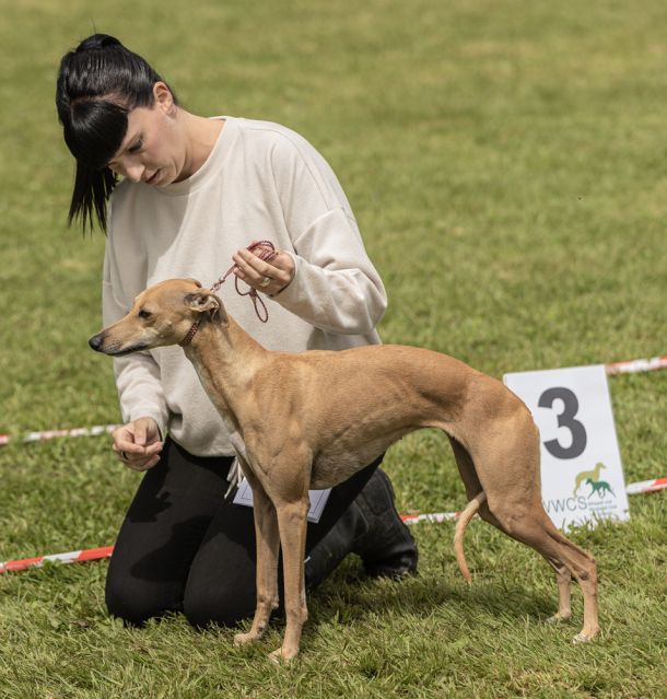 CM 2024 Ausstellung Whippet