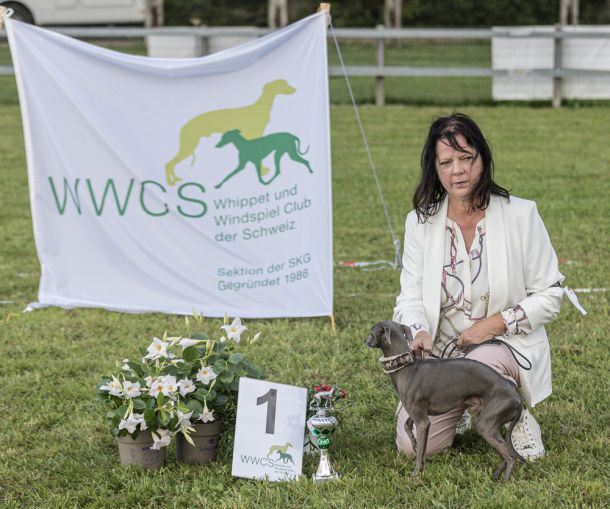 WHIPPET AUSSTELLUNG WWCS CM 09.05.2024