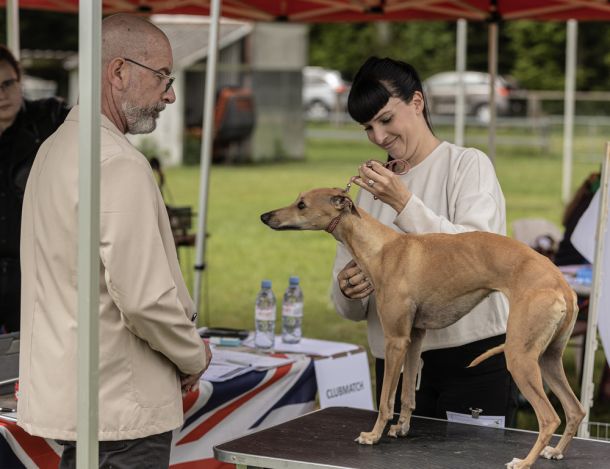 CM 2024 Ausstellung Whippet