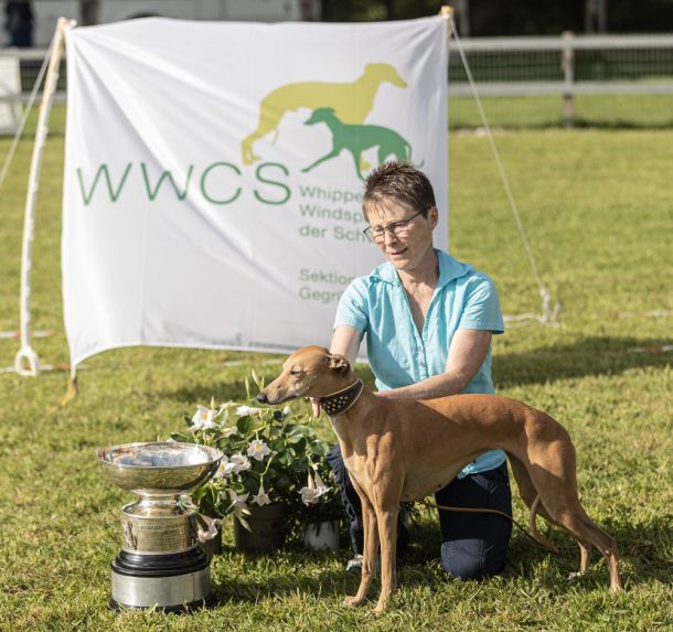 WHIPPET AUSSTELLUNG WWCS CM 09.05.2024