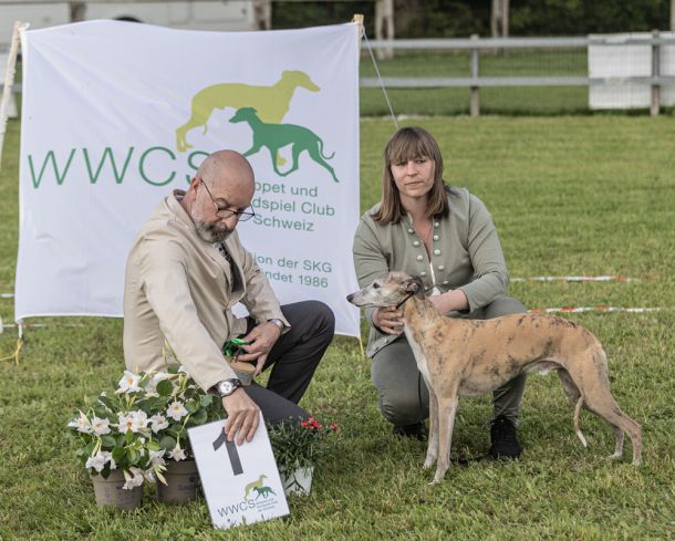 WHIPPET AUSSTELLUNG WWCS CM 09.05.2024