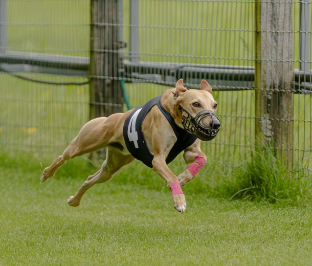 WHIPPET SOLORENNEN WWCS CM 09.05.2024