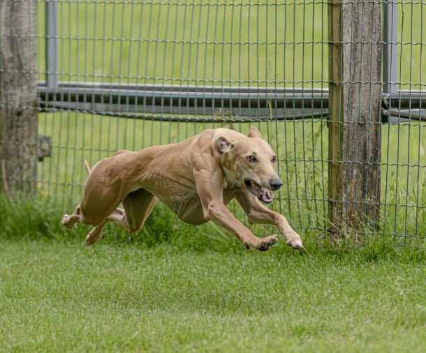 WHIPPET SOLORENNEN WWCS CM 09.05.2024