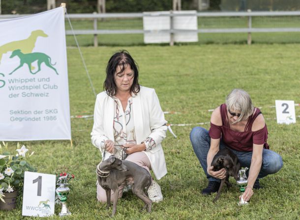 WHIPPET AUSSTELLUNG WWCS CM 09.05.2024