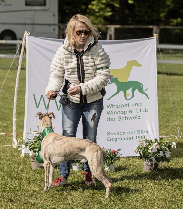 WHIPPET AUSSTELLUNG WWCS CM 09.05.2024