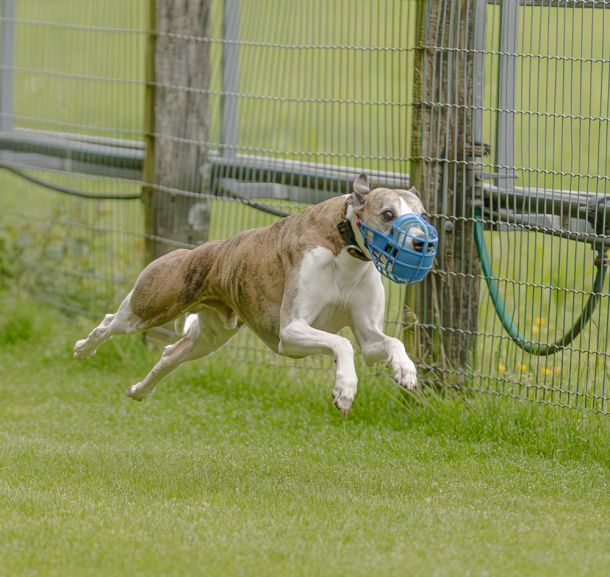 WHIPPET SOLORENNEN WWCS CM 09.05.2024