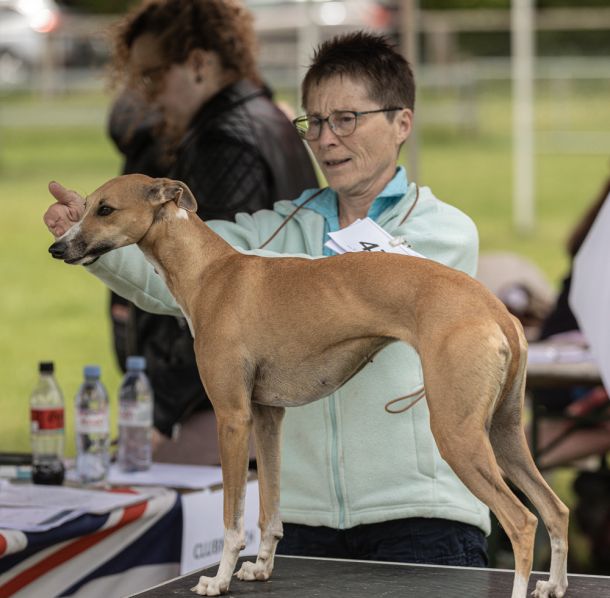 CM 2024 Ausstellung Whippet