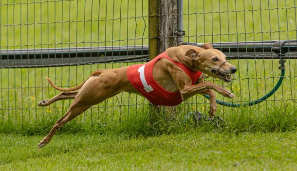 WHIPPET SOLORENNEN WWCS CM 09.05.2024