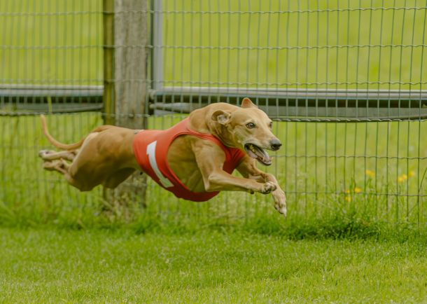 WHIPPET SOLORENNEN WWCS CM 09.05.2024