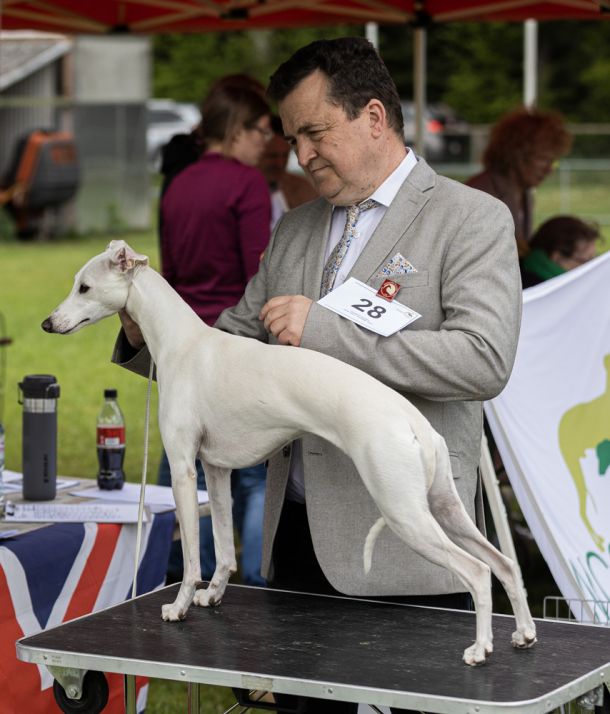 CM 2024 Ausstellung Whippet