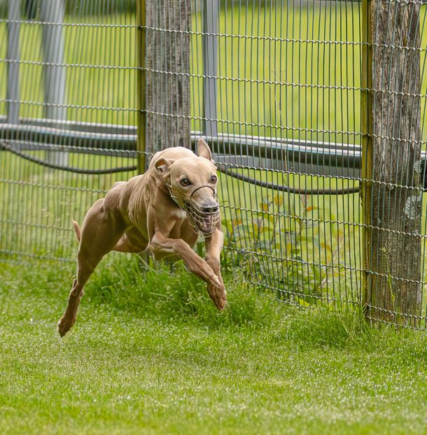 WHIPPET SOLORENNEN WWCS CM 09.05.2024