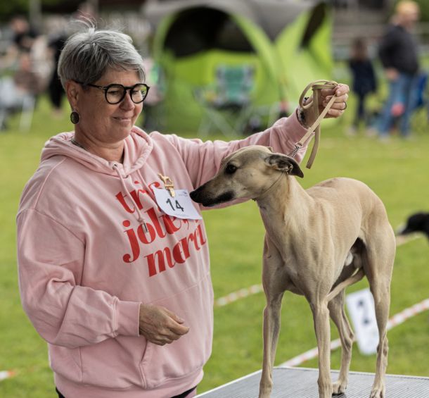 CM 2024 Ausstellung Whippet