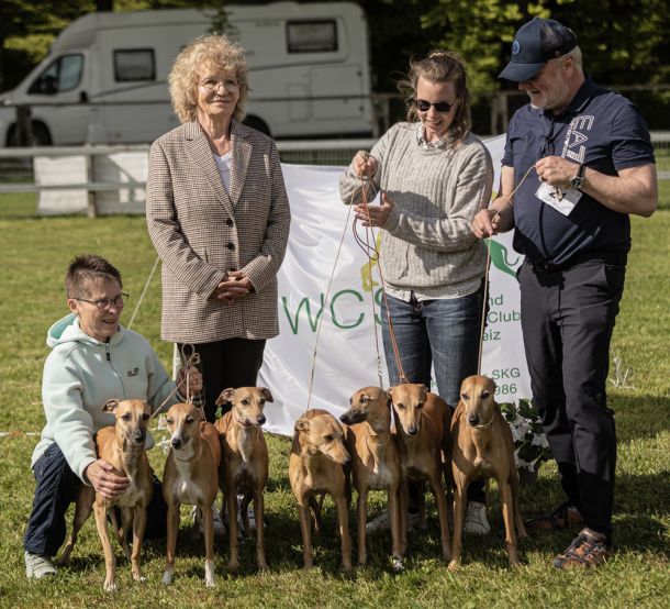 WHIPPET AUSSTELLUNG WWCS CM 09.05.2024